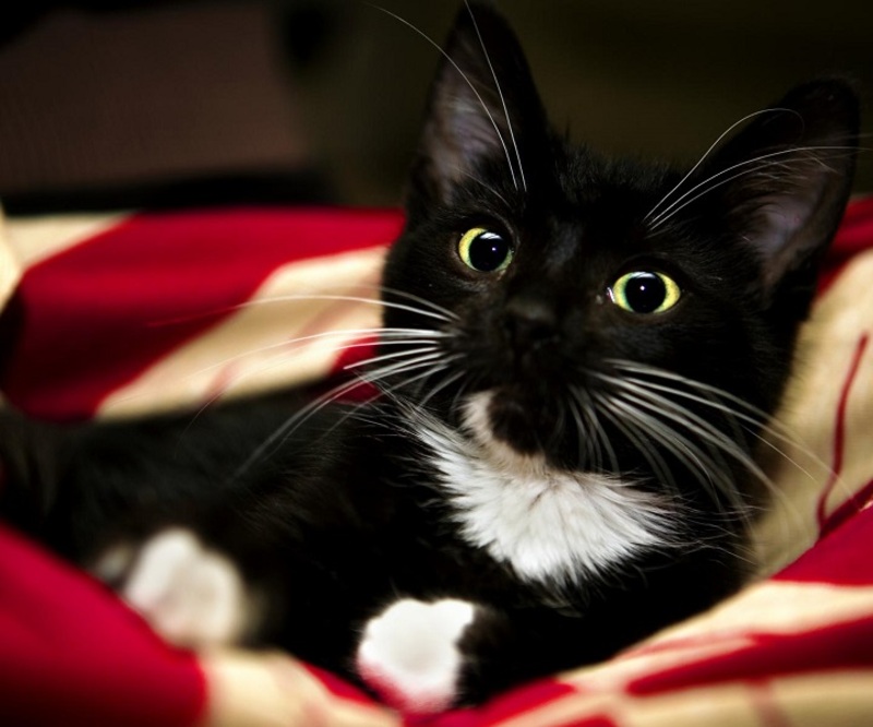 لأنها ثنائية الجنس تم إخراج هذه القطة من مأوى القطط .. اقرأ القصة النادرة